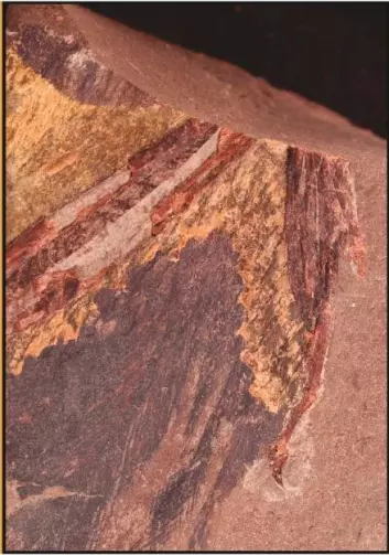 Dette fossilet er en 125 millioner år gammel høyrevinge. (Foto: Guillermo Navalón, University of Bristol, UK)