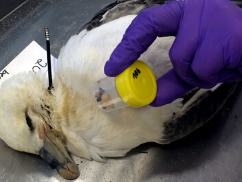 The amount of plastics in fulmars’ stomachs is regarded as a representative indicator of ocean littering. (Photo: Camilla Næss / NINA.) The amount of plastics in fulmars’ stomachs is regarded as a representative indicator of ocean littering. (Photo: Camilla Næss / NINA.)