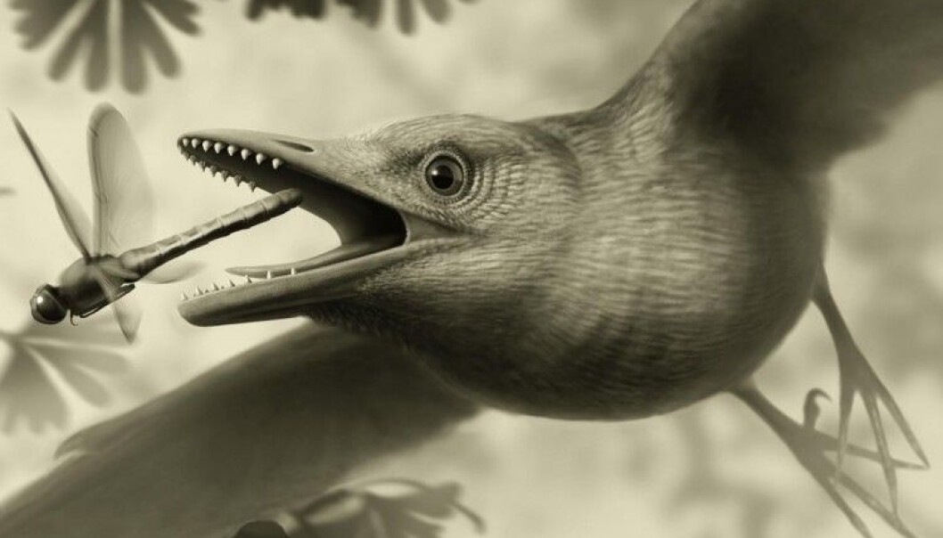 Slik kan en fugl ha sett ut for omtrent 125 millioner år siden. (Illustrasjonsbilde: Stephanie Abramowicz, scientific illustrator at the Natural History Museum, Los Angeles County) Slik kan en fugl ha sett ut for omtrent 125 millioner år siden. (Illustrasjonsbilde: Stephanie Abramowicz, scientific illustrator at the Natural History Museum, Los Angeles County)