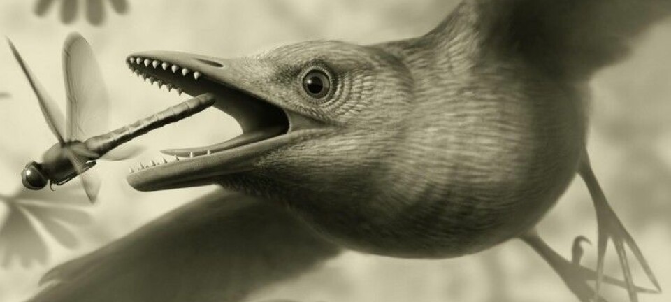Slik kan en fugl ha sett ut for omtrent 125 millioner år siden.  (Illustrasjonsbilde: Stephanie Abramowicz, scientific illustrator at the Natural History Museum, Los Angeles County)