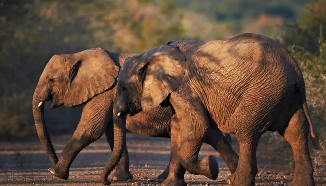 Elefantens supergener forhindrer kreft