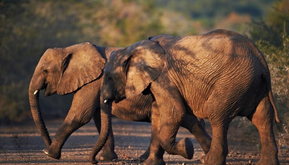 Elefanter har hundre ganger så mange celler som oss mennesker, noe som skulle tilsi at arten er mer utsatt for kreft. Men det er ikke tilfelle, viser det seg. Hvorfor ikke? (Foto: Colourbox)