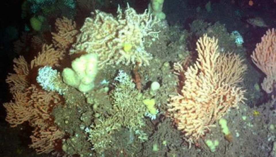 Koraller på havbunnen utenfor norskekysten.  (Foto: Statoil, NTB scanpix)