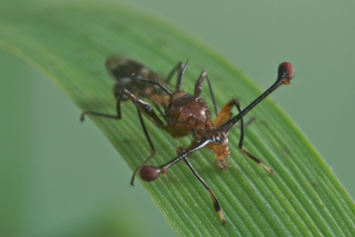Stalk-eyed fly med øyne på stilk. De fluene som har et bestemt forhold mellom øyespenn og kroppsstørrelse er mer attraktive. (Foto: «Teleopsis dalmanni» av Rob Knell - Eget verk. Lisensiert under CC BY-SA 2.5 via Wikimedia Commons) Stalk-eyed fly med øyne på stilk. De fluene som har et bestemt forhold mellom øyespenn og kroppsstørrelse er mer attraktive. (Foto: «Teleopsis dalmanni» av Rob Knell - Eget verk. Lisensiert under CC BY-SA 2.5 via Wikimedia Commons)