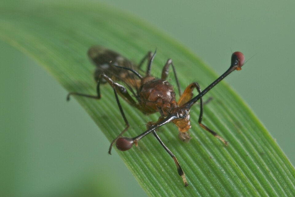 Stalk-eyed fly med øyne på stilk. De fluene som har et bestemt forhold mellom øyespenn og kroppsstørrelse er mer attraktive. (Foto: «Teleopsis dalmanni» av Rob Knell - Eget verk. Lisensiert under CC BY-SA 2.5 via Wikimedia Commons)