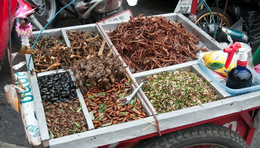 In many Asian and and African countries, insects are an important source of dietary protein. Children don’t have any scruples about eating insects, but in Norway, parents are quick to crack down in it. (Photo: Colourbox.) In many Asian and and African countries, insects are an important source of dietary protein. Children don’t have any scruples about eating insects, but in Norway, parents are quick to crack down in it. (Photo: Colourbox.)