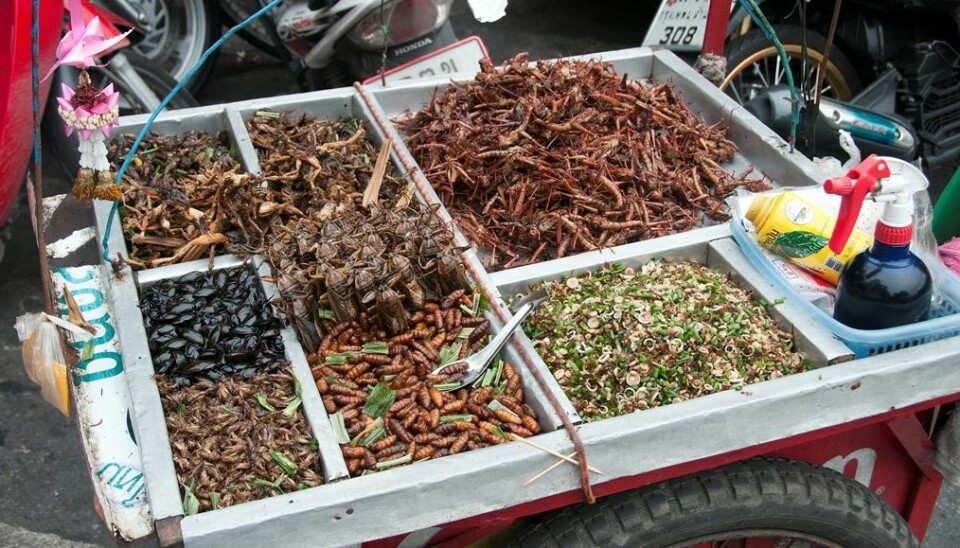 In many Asian and and African countries, insects are an important source of dietary protein. Children don’t have any scruples about eating insects, but in Norway, parents are quick to crack down in it. (Photo: Colourbox.)