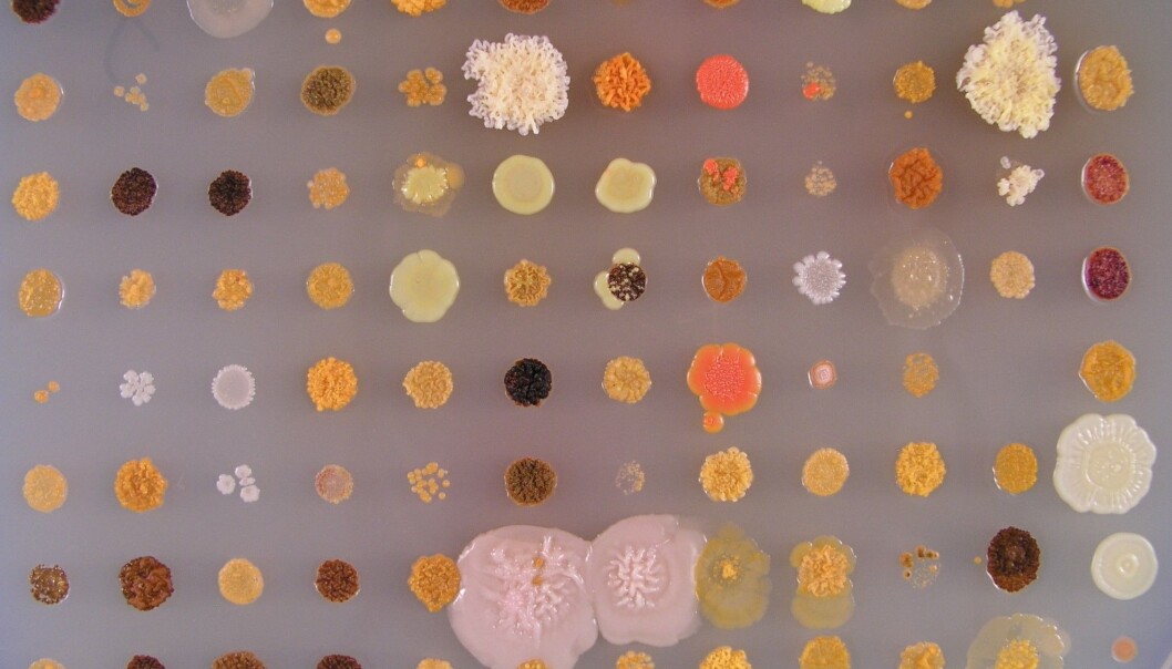 Dette er laboratoriedyrkede kulturer av bakterier som Sintef- og NTNU-forskere har funnet i vann fra Trondheimsfjorden. Bakterier nettopp fra havet kan bli en kilde til viktige framtidige medisiner. (Foto: NTNU) Dette er laboratoriedyrkede kulturer av bakterier som Sintef- og NTNU-forskere har funnet i vann fra Trondheimsfjorden. Bakterier nettopp fra havet kan bli en kilde til viktige framtidige medisiner. (Foto: NTNU)