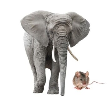 Hjertet til en elefant slår omtrent like mange ganger som hjertet til en mus i løpet av livet. (Illustrasjonsfoto: Microstock) Hjertet til en elefant slår omtrent like mange ganger som hjertet til en mus i løpet av livet. (Illustrasjonsfoto: Microstock)