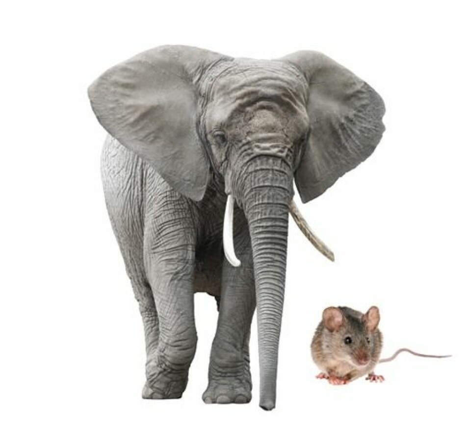 Hjertet til en elefant slår omtrent like mange ganger som hjertet til en mus i løpet av livet. (Illustrasjonsfoto: Microstock)