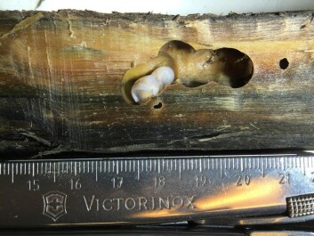 This gooey white shipworm has struck fear in the hearts of marine archaeologists, since it is not usually found in Arctic waters. Biologists are trying to determine now if it is a new species or just a species that is new to Svalbard. (Photo: Geir Johnsen, NTNU/UNIS) This gooey white shipworm has struck fear in the hearts of marine archaeologists, since it is not usually found in Arctic waters. Biologists are trying to determine now if it is a new species or just a species that is new to Svalbard. (Photo: Geir Johnsen, NTNU/UNIS)