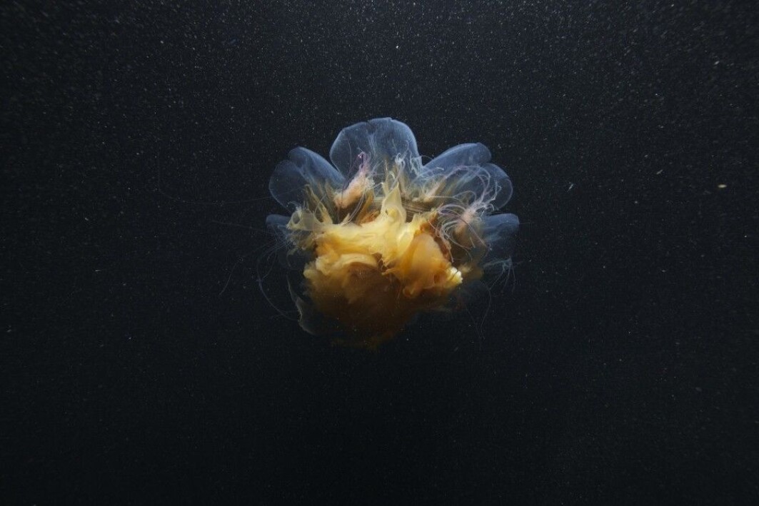 All kinds of creatures are active in the polar night. The photo shows a lion’s mane jellyfish. All kinds of creatures are active in the polar night. The photo shows a lion’s mane jellyfish.