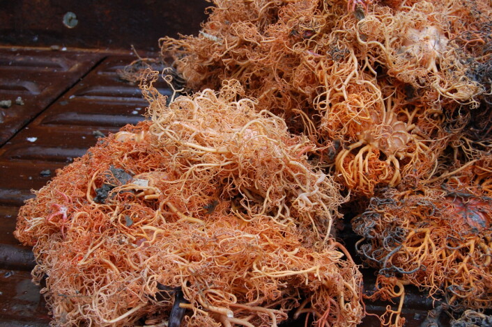 Slangestjerner (medusahoder) som er opp til 20cm diameter er svært utsatt i forbindelse med tråling. Det er store mengder slik i det sentrale Barentshavet. (Foto: Lis L. Jørgensen, Havforskningsinstituttet) Slangestjerner (medusahoder) som er opp til 20cm diameter er svært utsatt i forbindelse med tråling. Det er store mengder slik i det sentrale Barentshavet. (Foto: Lis L. Jørgensen, Havforskningsinstituttet)