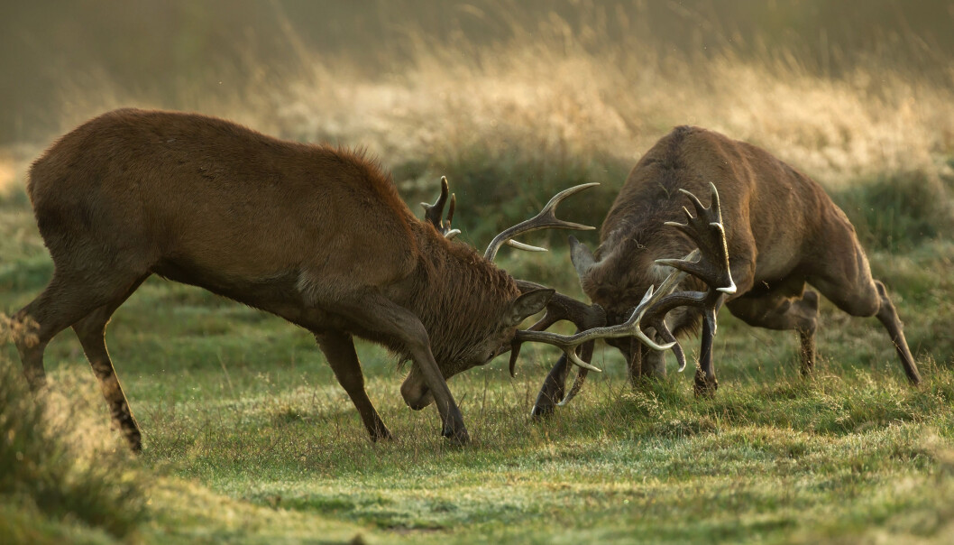 Store gevir er en fordel i kamp. Men det er størrelsen på hjortekroppen som avgjør hvor store gevirene kan bli. (Illustrasjonsfoto: Microstock) Store gevir er en fordel i kamp. Men det er størrelsen på hjortekroppen som avgjør hvor store gevirene kan bli. (Illustrasjonsfoto: Microstock)