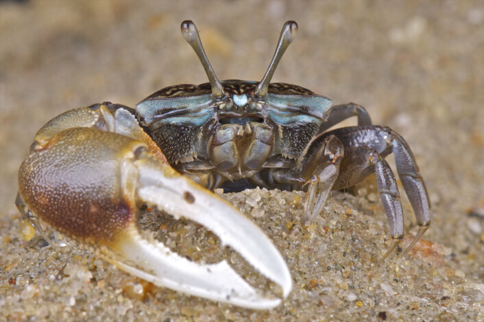 Vinkekrabbe med vinkeklo. (Illustrasjonsfoto: Microstock) Vinkekrabbe med vinkeklo. (Illustrasjonsfoto: Microstock)