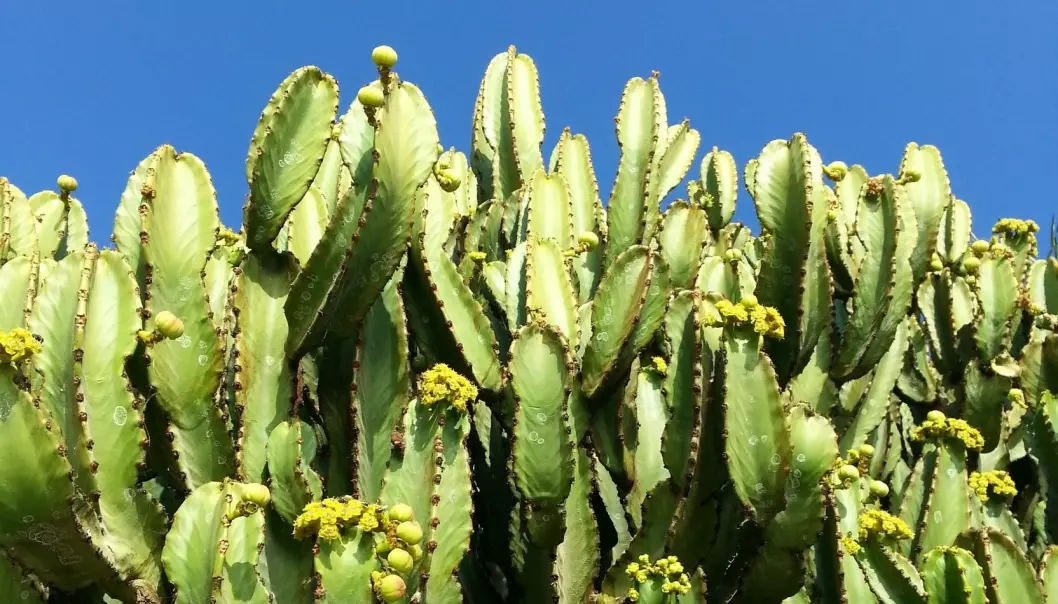 Én av tre kaktusarter er utrydningstruet