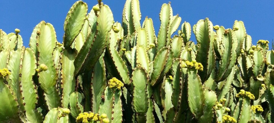 Over 30 prosent av alle kaktusarter er truet av utrydning på grunn av menneskelige inngrep. (Illustrasjonsfoto: Microstock)