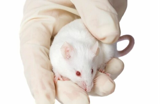 What you should know about animal research