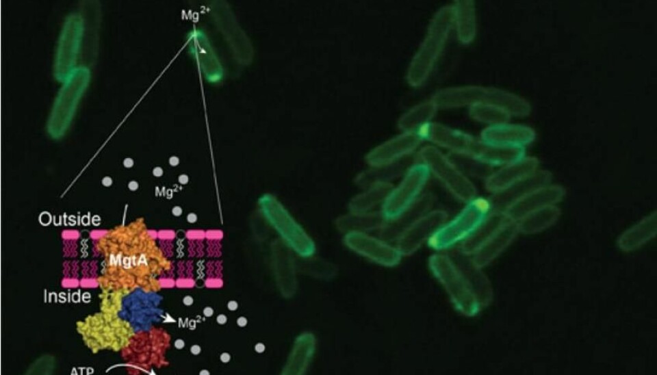 Nanopumps are shown in green. The multi-coloured area shows how the pump rests on the bacteria. The ‘machine’ itself inside the pump is shown in yellow. The grey dots are magnesium atoms. (Photo: Jens Preben Morth, UiO)
