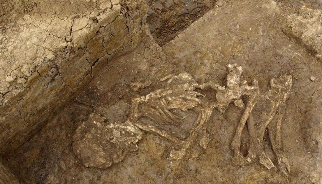 En av kroppene som sannsynligvis ble mumifisert av de tidlige britene. Klimaet på de britiske øyene passer ikke særlig bra til å bevare kropper, men forskerne leter etter mumifiseringsspor. (Foto: Cambridge Archeological Unit) En av kroppene som sannsynligvis ble mumifisert av de tidlige britene. Klimaet på de britiske øyene passer ikke særlig bra til å bevare kropper, men forskerne leter etter mumifiseringsspor. (Foto: Cambridge Archeological Unit)