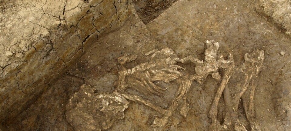 En av kroppene som sannsynligvis ble mumifisert av de tidlige britene. Klimaet på de britiske øyene passer ikke særlig bra til å bevare kropper, men forskerne leter etter mumifiseringsspor. (Foto: Cambridge Archeological Unit)