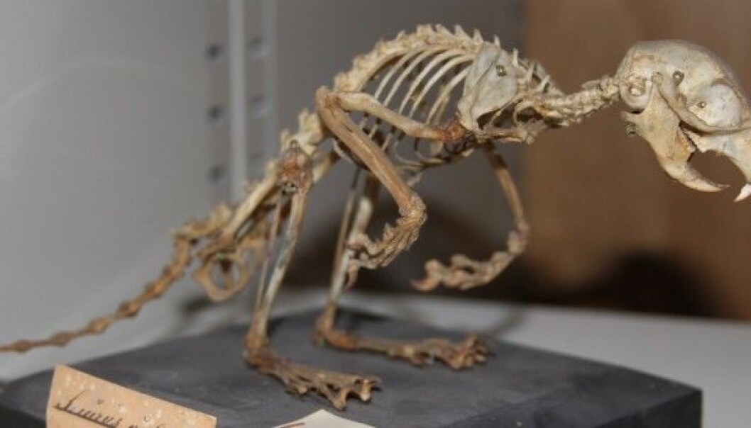 This squirrel from 1878 has certainly seen better days. But compared to a lot of the recent finds at the NTNU University Museum, it's fairly new. (Photo: Jørgen Rosvold, NTNU University Museum.) This squirrel from 1878 has certainly seen better days. But compared to a lot of the recent finds at the NTNU University Museum, it's fairly new. (Photo: Jørgen Rosvold, NTNU University Museum.)