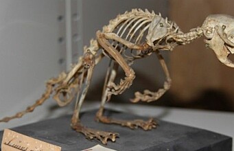 Forgotten museum specimens shed new light on animal history