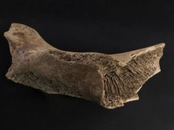 This 6600-year-old walrus bone was found in an moraine in Isfjorden in Svalbard in 1956. (Photo: Åge Hojem/NTNU University Museum.) This 6600-year-old walrus bone was found in an moraine in Isfjorden in Svalbard in 1956. (Photo: Åge Hojem/NTNU University Museum.)