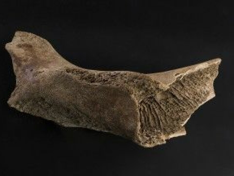 This 6600-year-old walrus bone was found in an moraine in Isfjorden in Svalbard in 1956. (Photo: Åge Hojem/NTNU University Museum.)