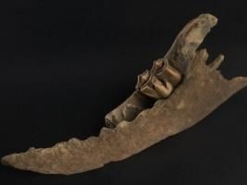 This moose was found when the railroad was being built. Elgen ble funnet under legging av jernbaneskinner. (Foto: Åge Hojem/ NTNU Vitenskapsmuseet.) This moose was found when the railroad was being built. Elgen ble funnet under legging av jernbaneskinner. (Foto: Åge Hojem/ NTNU Vitenskapsmuseet.)