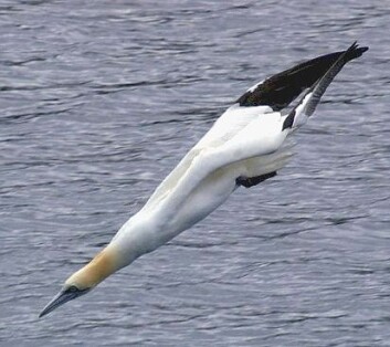 Havsula kan stupe fra 30 meters høyde ned i havet når den dykker etter fisk. (Foto: Mike Pennington, under lisens Creative Commons Attribution-Share Alike 2.0) Havsula kan stupe fra 30 meters høyde ned i havet når den dykker etter fisk. (Foto: Mike Pennington, under lisens Creative Commons Attribution-Share Alike 2.0)