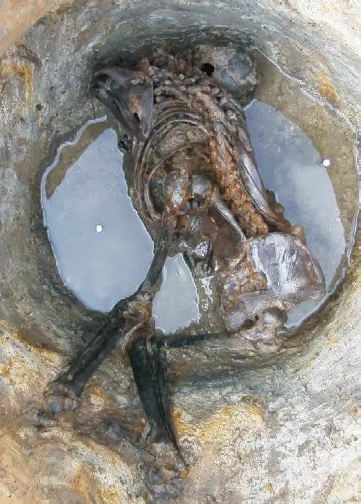 En av de andre mumiene som ble undersøkt i forskningsprosjektet. (Foto: Cambridge Archeological Unit)