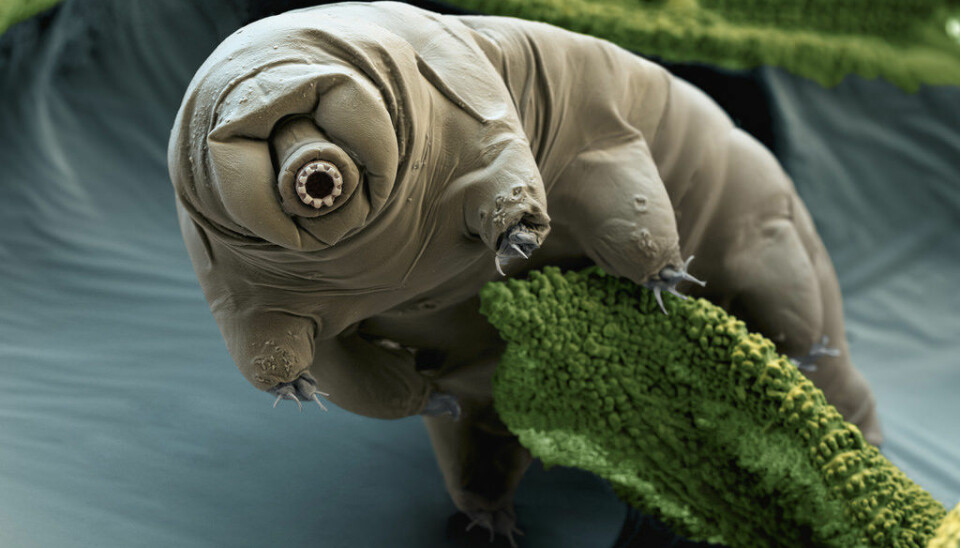 Tardigrades, or water bears as they are sometimes called, take up genetic material from other organisms. This makes these creatures interesting for research on ageing and cancer. (Photo: Katexic Publications/Flickr/cc by 2.0)