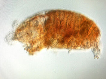 A water bear from the Pseudechiniscus family seen under a light microscope. (Photo: Torbjørn Ekrem, NTNU University Museum) A water bear from the Pseudechiniscus family seen under a light microscope. (Photo: Torbjørn Ekrem, NTNU University Museum)