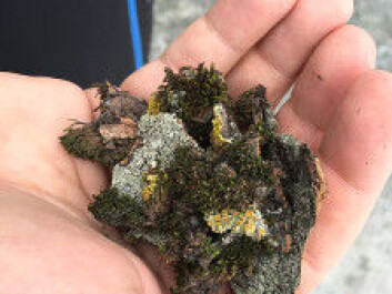 Moss and lichen from right outside of the NTNU University Museum. These samples contained three species of tardigrades. (Photo: Torbjørn Ekrem, NTNU Univerisity Museum) Moss and lichen from right outside of the NTNU University Museum. These samples contained three species of tardigrades. (Photo: Torbjørn Ekrem, NTNU Univerisity Museum)