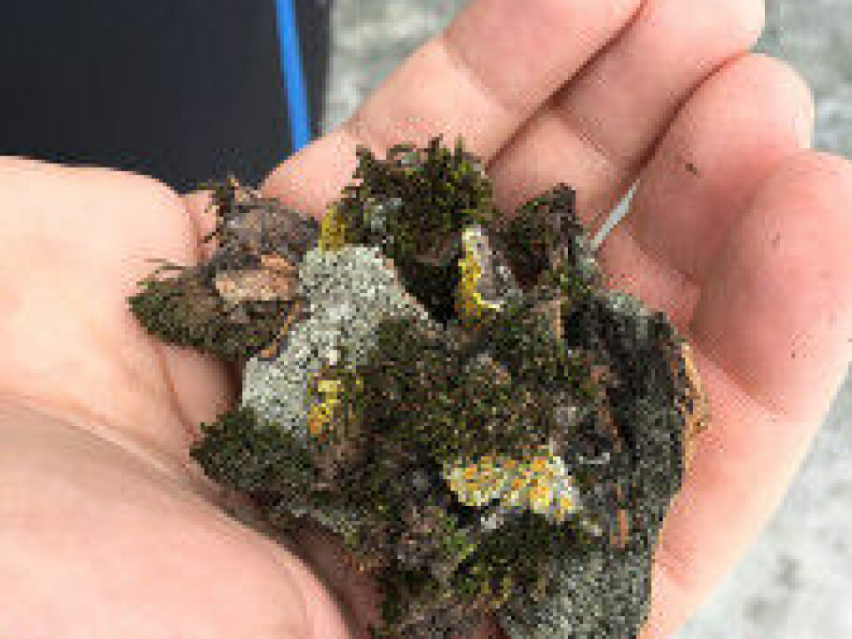 Moss and lichen from right outside of the NTNU University Museum. These samples contained three species of tardigrades. (Photo: Torbjørn Ekrem, NTNU Univerisity Museum)