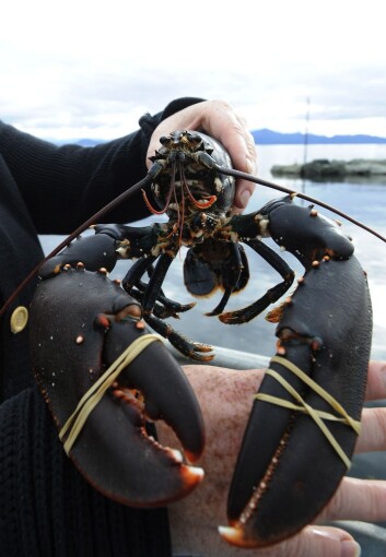 Det er en kjempejobb for forvaltningen å gjennomføre gode tiltak. Men med en påmeldingsordning til hummerfiske så hadde vi fått mye bedre verktøy for å ta vare på hummerbestanden, mener Havforsker Alf Ring Kleiven. (Illustrasjonsfoto: Marit Hommedal, NTB scanpix) Det er en kjempejobb for forvaltningen å gjennomføre gode tiltak. Men med en påmeldingsordning til hummerfiske så hadde vi fått mye bedre verktøy for å ta vare på hummerbestanden, mener Havforsker Alf Ring Kleiven. (Illustrasjonsfoto: Marit Hommedal, NTB scanpix)