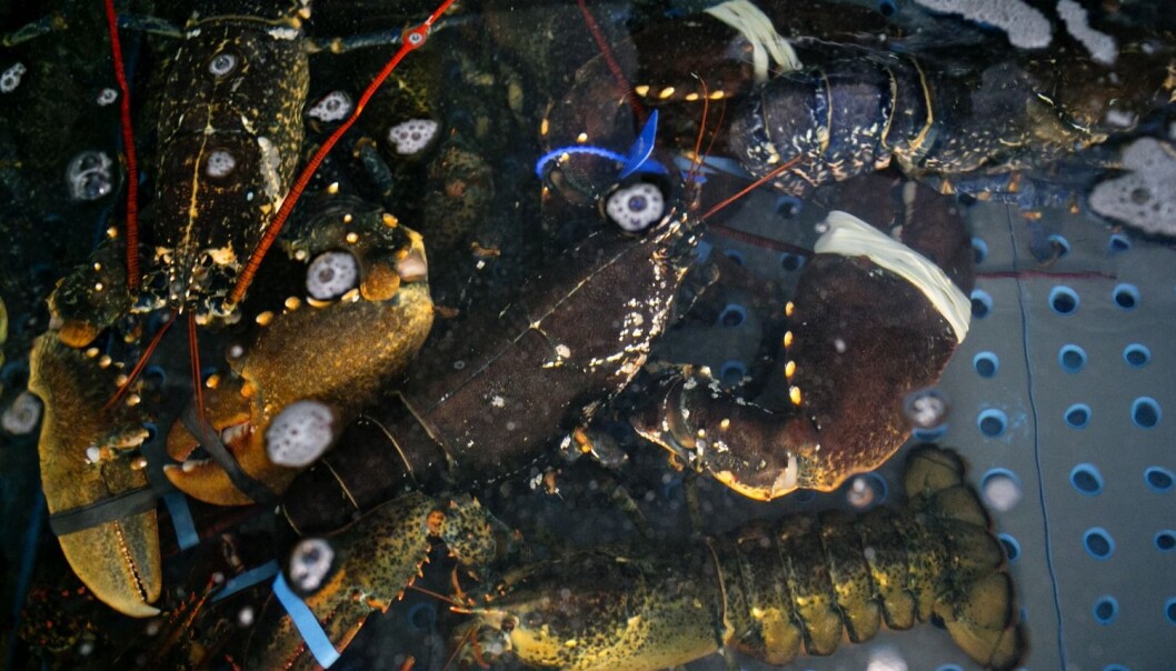 Det har de senere årene kommet nye, strengere regler for hummerfisket, men så langt er det ifølge forskerne ingen tegn til at dette har hjulpet på bestanden. (Illustrasjonsfoto: Anette Karlsen, NTB scanpix) Det har de senere årene kommet nye, strengere regler for hummerfisket, men så langt er det ifølge forskerne ingen tegn til at dette har hjulpet på bestanden. (Illustrasjonsfoto: Anette Karlsen, NTB scanpix)