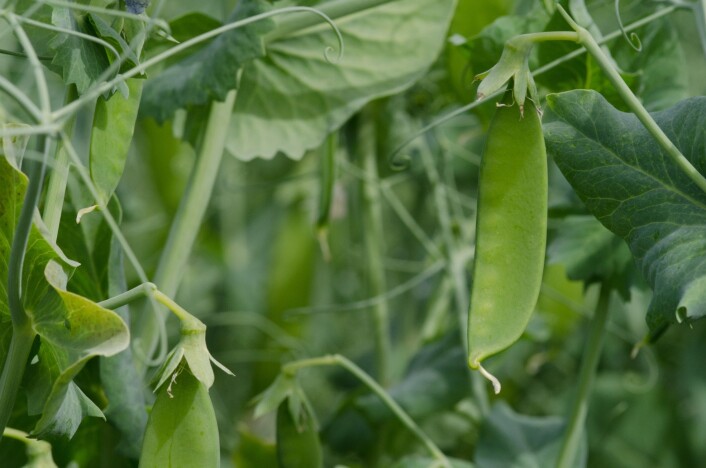 Protein fra belgvekster kan bli en viktig proteinkilde for oss i årene som kommer. (Foto: Morten Günther) Protein fra belgvekster kan bli en viktig proteinkilde for oss i årene som kommer. (Foto: Morten Günther)