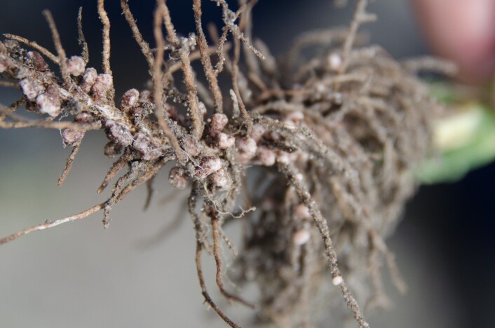 Rhizobium-bakterier på belgvekstenes rotknoller. (Foto: Morten Günther) Rhizobium-bakterier på belgvekstenes rotknoller. (Foto: Morten Günther)