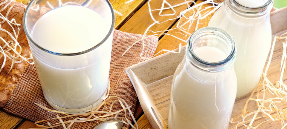 Er melk best rett fra kua, eller etter at den er pasteurisert? (Illustrasjonsfoto: Microstock)
