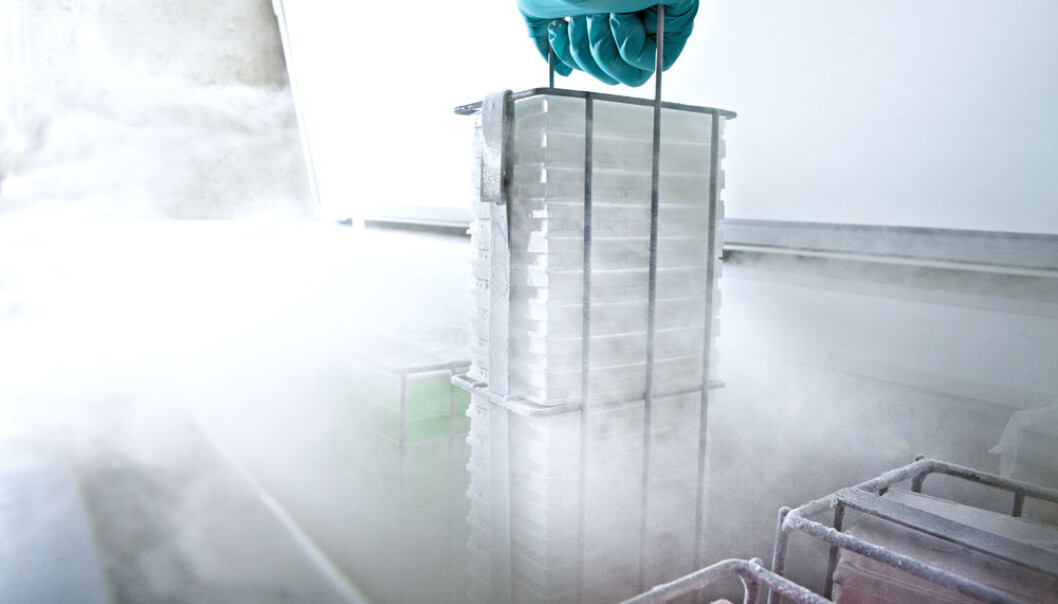 A few thousand tiny yeast mutants will be awoken from their hibernation at the bottom of a freezer, fed with water and sugar, and then given chemotherapy. Which of them will survive? Which among of will perish? (Photo: Geir Mogen) A few thousand tiny yeast mutants will be awoken from their hibernation at the bottom of a freezer, fed with water and sugar, and then given chemotherapy. Which of them will survive? Which among of will perish? (Photo: Geir Mogen)