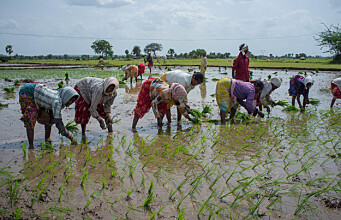Project aims to help Indian farmers cope with extreme weather