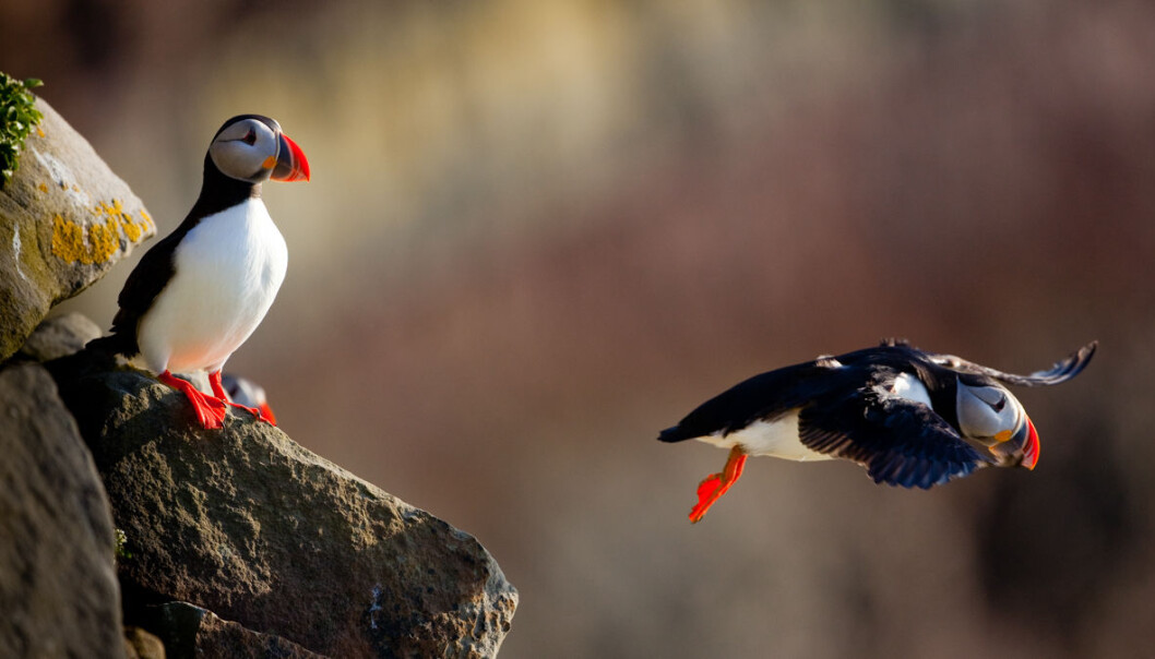 Nearly a million-and-a-half puffins are found along the coasts of the Norwegian and Barents Seas, according to SEAPOP, a long-term monitoring and mapping programme for Norwegian seabirds that was established in 2005 and run by the Norwegian Institute for Nature Research (NINA). (Photo: Per Harald Olsen) Nearly a million-and-a-half puffins are found along the coasts of the Norwegian and Barents Seas, according to SEAPOP, a long-term monitoring and mapping programme for Norwegian seabirds that was established in 2005 and run by the Norwegian Institute for Nature Research (NINA). (Photo: Per Harald Olsen)