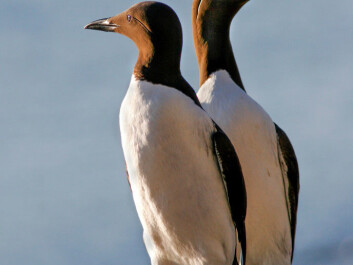 White-breasted guillemots. (Photo: Per Harald Olsen, NTNU) White-breasted guillemots. (Photo: Per Harald Olsen, NTNU)