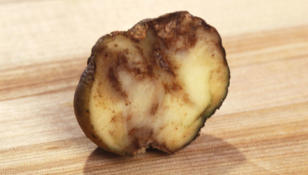 A million Irish died during the great famine in the country in the 1840s. The same number emigrated to the USA or other countries. The culprit was potato blight, which still plagues potato farmers today. (Photo: Agricultural Research Service/the United States Department of Agriculture/Wikimedia commons.) A million Irish died during the great famine in the country in the 1840s. The same number emigrated to the USA or other countries. The culprit was potato blight, which still plagues potato farmers today. (Photo: Agricultural Research Service/the United States Department of Agriculture/Wikimedia commons.)