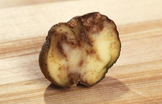 The potato disease that changed the world