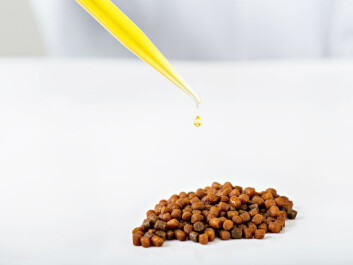 Since there is a shortage of marine omega-3, for example fish oil, fish feed contains no more than is necessary. The scientists behind this report are of the opinion that alternative oil sources should be based on which nutrients the salmon needs and how much it needs of each individual fatty acid. (Photo: Jon-Are Berg-Jacobsen ©Nofima.) Since there is a shortage of marine omega-3, for example fish oil, fish feed contains no more than is necessary. The scientists behind this report are of the opinion that alternative oil sources should be based on which nutrients the salmon needs and how much it needs of each individual fatty acid. (Photo: Jon-Are Berg-Jacobsen ©Nofima.)