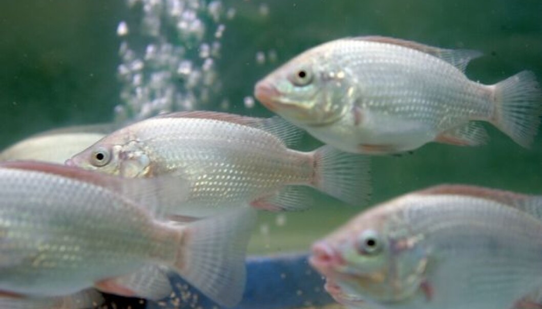 This young Nile tilapia can grow big on fermented rapeseed meal from biodiesel production, if the scientists from the Aquaculture Protein Center succeed. (Photo: Håkon Sparre, UMB) This young Nile tilapia can grow big on fermented rapeseed meal from biodiesel production, if the scientists from the Aquaculture Protein Center succeed. (Photo: Håkon Sparre, UMB)