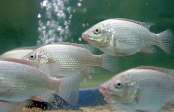 From biodiesel by-product to tilapia farming